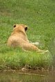 leipzig zoo-01_07_2011_zoo_allgemein_321